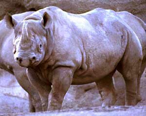 Black Rhino