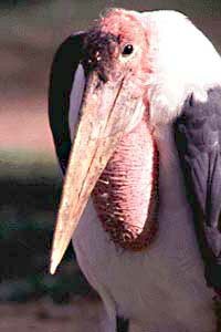 Marabou Stork