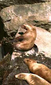 Steller Sea Lion