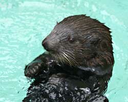 Ozzie, the sea otter