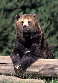 Grizzly Bear
