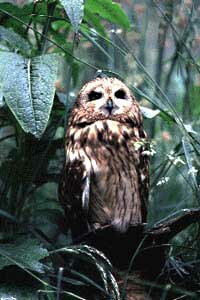 Short-Eared Owl