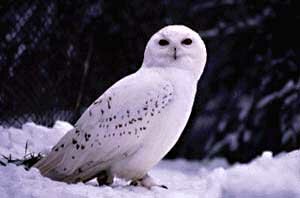 Snowy Owl