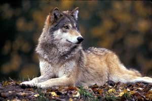 Wolf