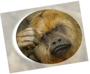 Black Howler Female