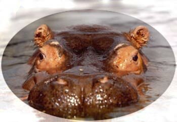 Hippo