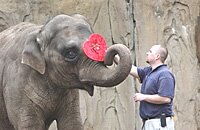 Elephant receiving valentine