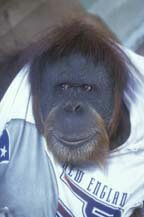 Orangutan
