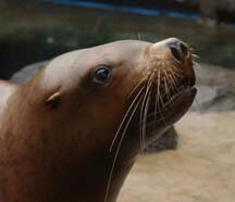 sea lion