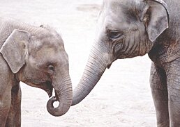 elephants