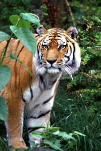 Siberian Tiger