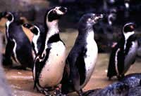 Penguin Exhibit
