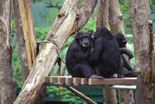 Primate Exhibit