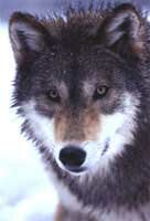 Tundra Exhibit