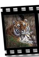 Amur tiger