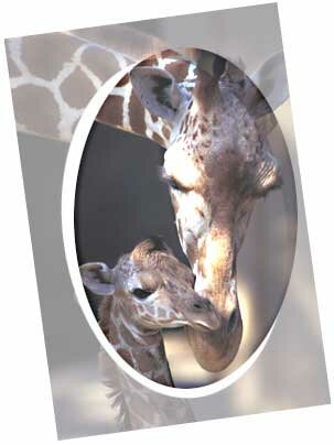 Giraffes