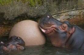 Hip Hop Hippos