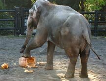elephant and pumpkin
