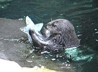 otter with ice treat