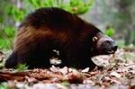 Wolverine (Gulo gulo)