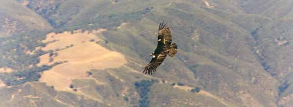 California condor (Gymnogyps californianus) in flight