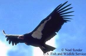 California condor (Gymnogyps californianus) in flight