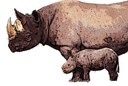 Rhinos