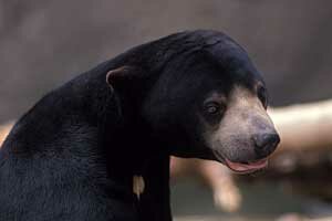 Sun Bear