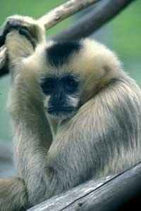 White Cheek Gibbon