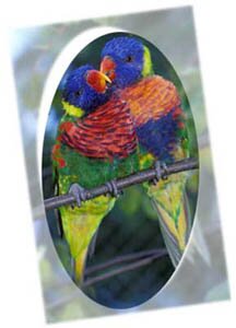Lorikeets