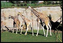 group walking