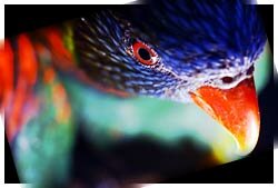 lorikeet