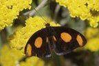 Grecian Shoemaker butterfly