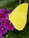Cloudless Sulphur