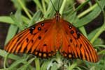 Gulf Fritilary