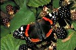 Red Admiral