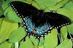 Spicebush Swallowtail