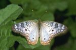 White Peacock