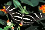 Zebra Longwing