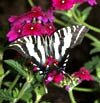 Zebra Swallowtail