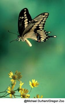 Swallowtail