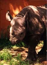 Imara at her new home