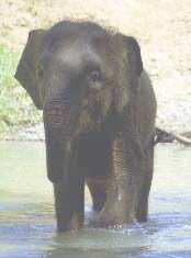 Chendra