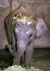 Chendra eating hay