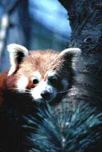 Red Panda