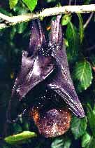 Rodrigues Fruit Bat
