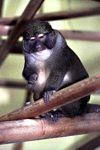 Allen's Swan Monkey