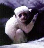 Baby Colobus Monkey