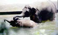 Elephants in the water