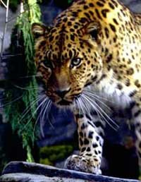 Leopard